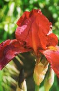 Red Iris