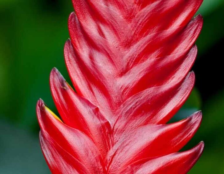 red leaf plant Red Leaf Plant