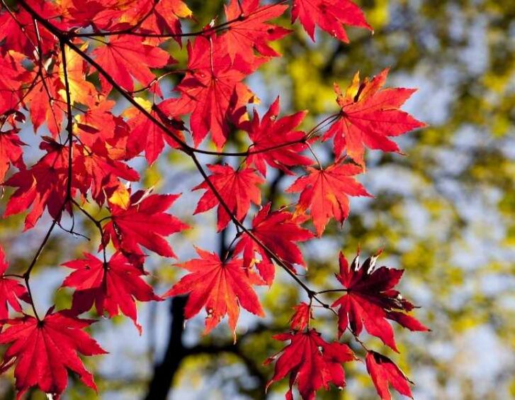 red-leaved Red Leaved