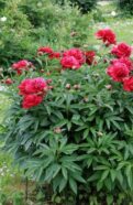 Red Peony