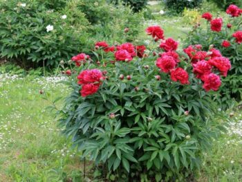 Red Peony