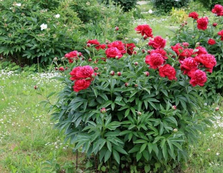 red peony Red Peony