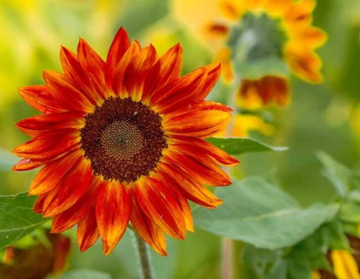 red sunflowers Red Sunflowers
