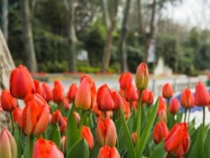 red tulips Red Tulips