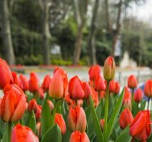 Red Tulips
