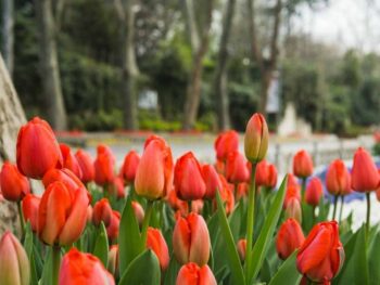 Red Tulips