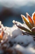 repair frost damaged succulents effectively