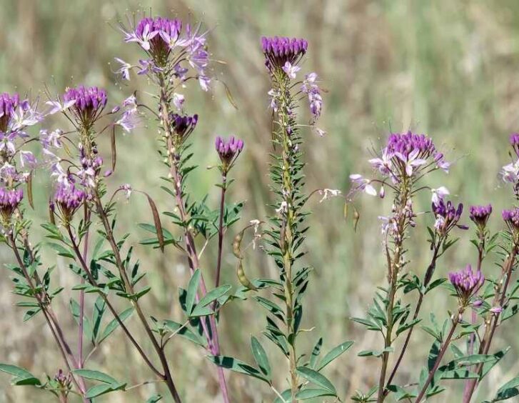 Rocky Mountain Bee Plant