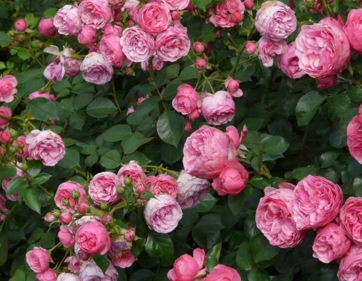 rose garden pink Rose Garden Pink