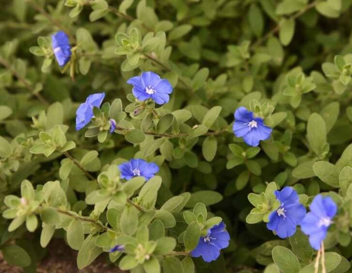 royal blue flowers Royal Blue Flowers