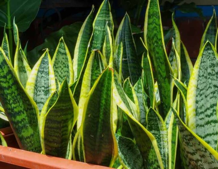 Sansevieria Zeylanica