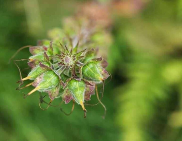 seeding foxglove Seeding Foxglove