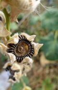 Seeds Hollyhock