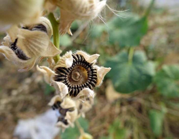 seeds hollyhock Seeds Hollyhock