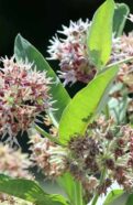 Showy Milkweed