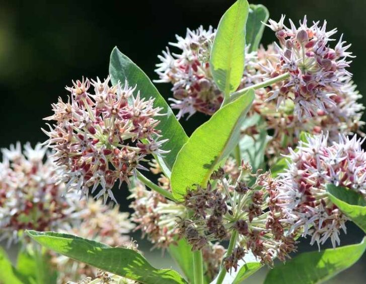 Showy Milkweed