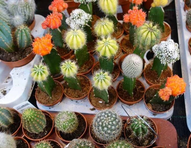 small cactus Small Cactus