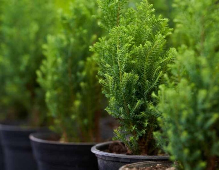 small pine tree Small Pine Tree