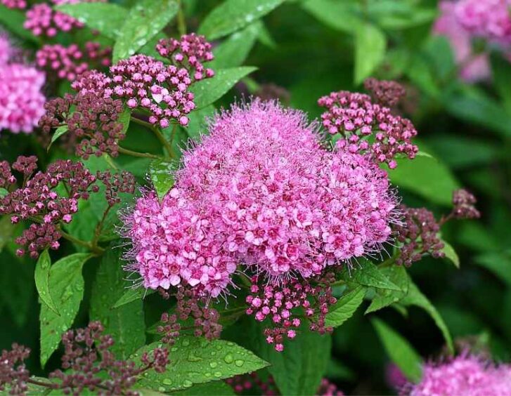 small pink flowers Small Pink Flowers