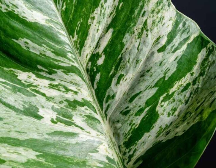 snow queen pothos Snow Queen Pothos