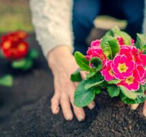In Springtime, a woman is planting flowers in her garden.