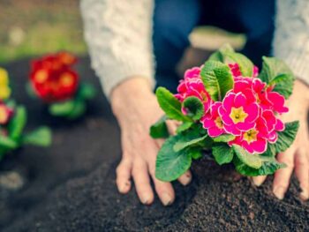 In Springtime, a woman is planting flowers in her garden.