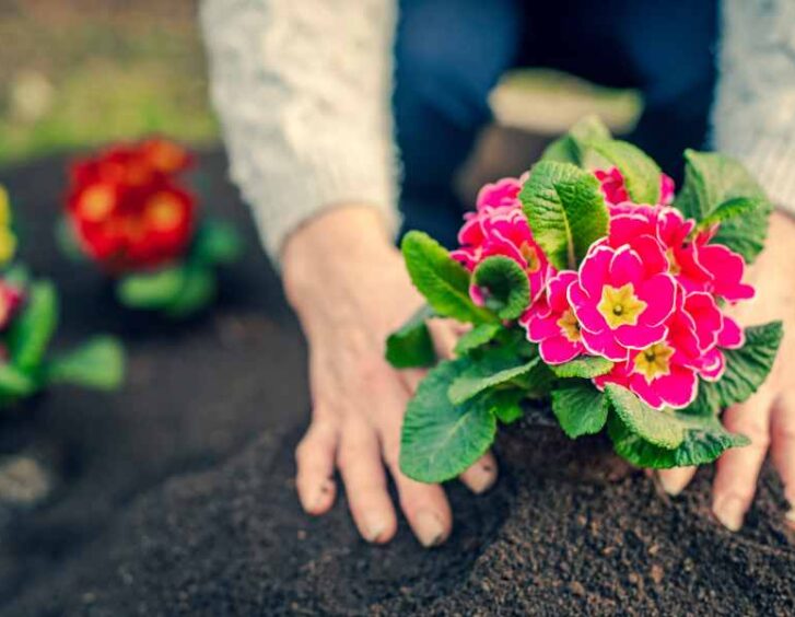 In Springtime, a woman is planting flowers in her garden. In Springtime, a woman is planting flowers in her garden.