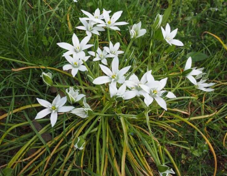 Star Flowers