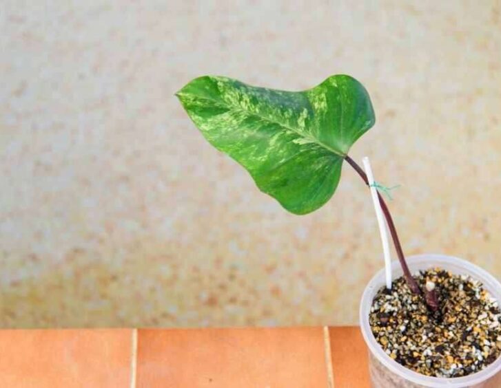 strawberry shake philodendron Strawberry Shake Philodendron