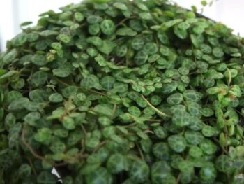 Lush Green String Of Turtles Potted Plant With Dense Foliage, Perfect For Indoor Gardening.