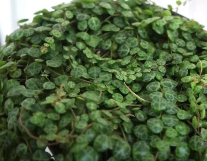 Lush green String of Turtles potted plant with dense foliage, perfect for indoor gardening. Lush Green String Of Turtles Potted Plant With Dense Foliage, Perfect For Indoor Gardening.