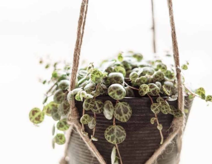 string of turtles plant String Of Turtles Plant