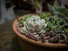succulents arrangements Succulents Arrangements