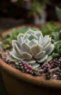 Succulents Arrangements
