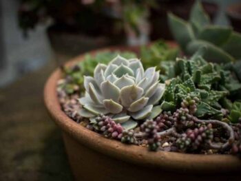 Succulents Arrangements