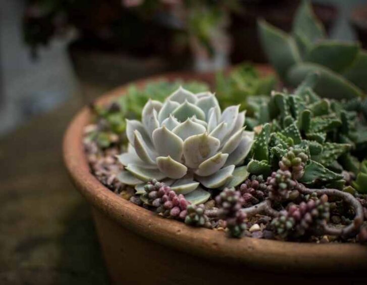 succulents arrangements Succulents Arrangements