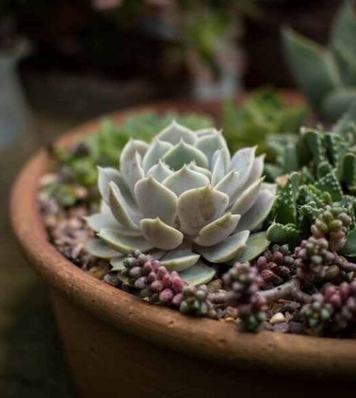 succulents arrangements Succulents Arrangements