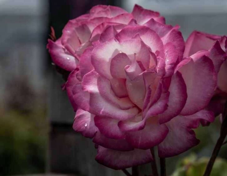 thornless roses Thornless Roses