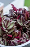 Tradescantia Nanouk
