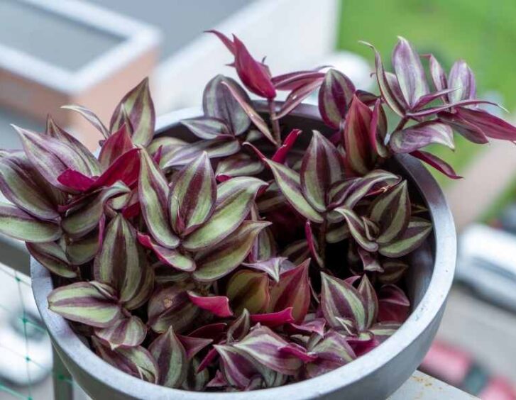 tradescantia nanouk Tradescantia Nanouk