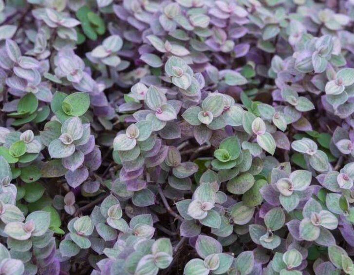 turtle vine Turtle Vine