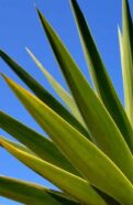Types Of Agave