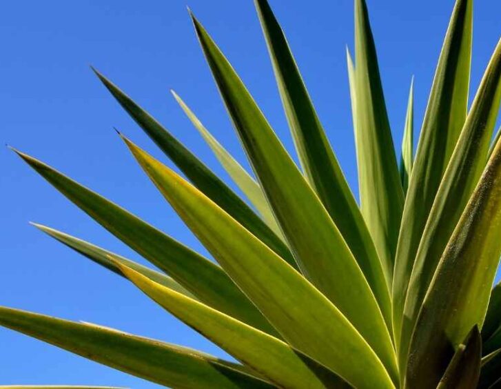Types Of Agave