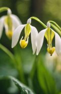 uncover dutchman s breeches mystery