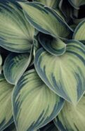 Variegated Plants