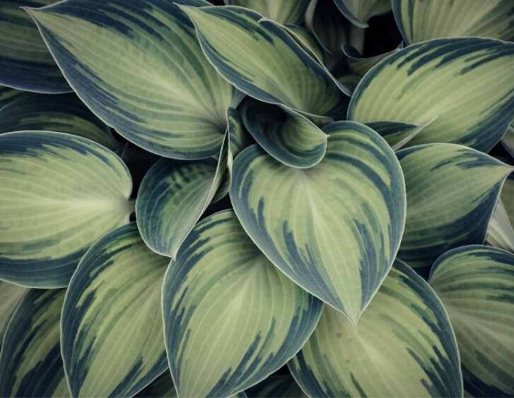 Variegated Plants