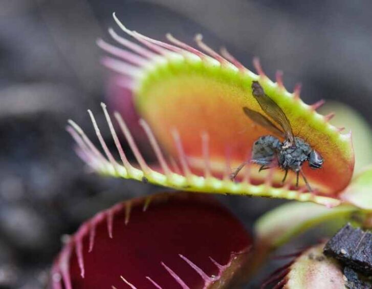 venus fly trap seedling Venus Fly Trap Seedling