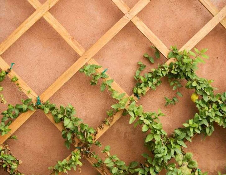 wall trellis Wall Trellis