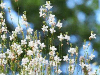 White Gaura
