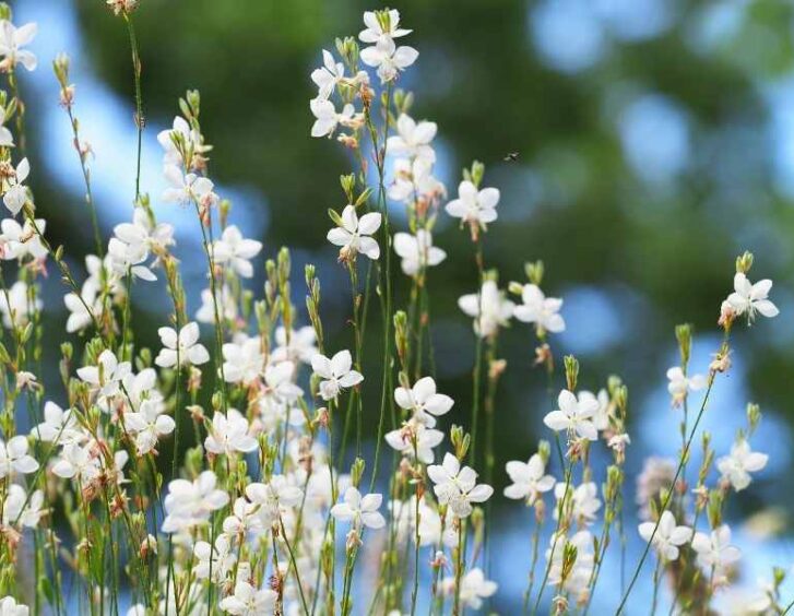white gaura White Gaura